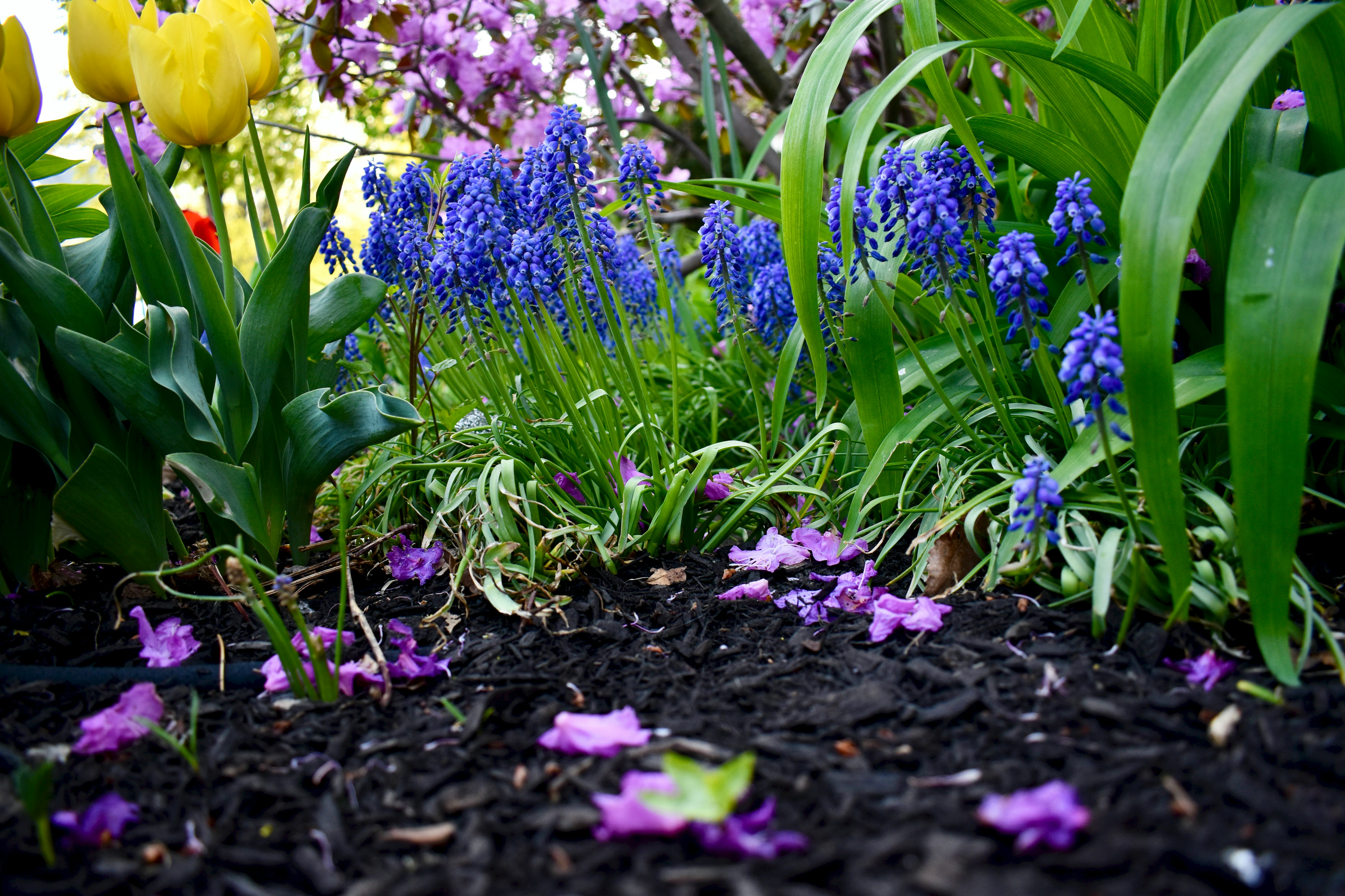 HLS Landscape Design Question: Why Mulch?